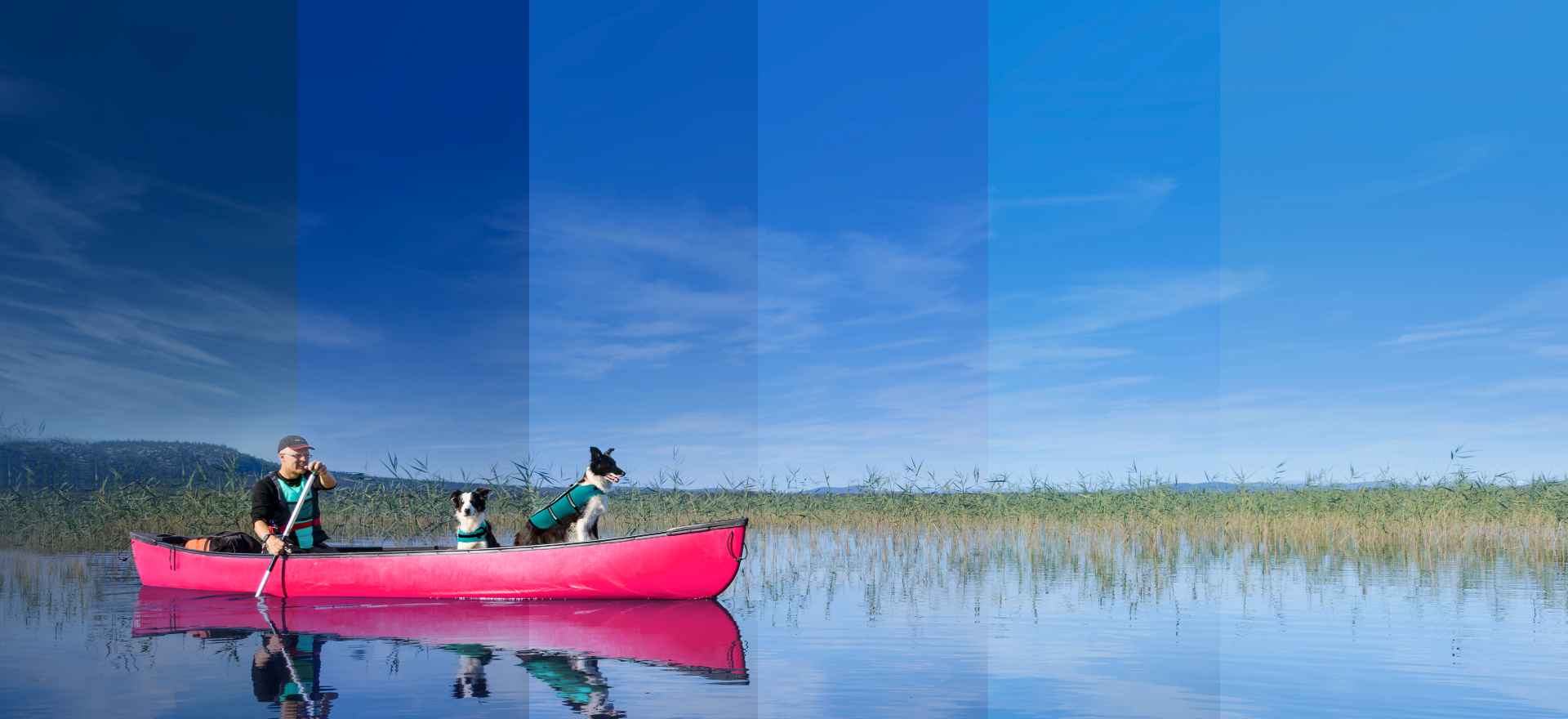 Man paddling in a canoe with two dogs