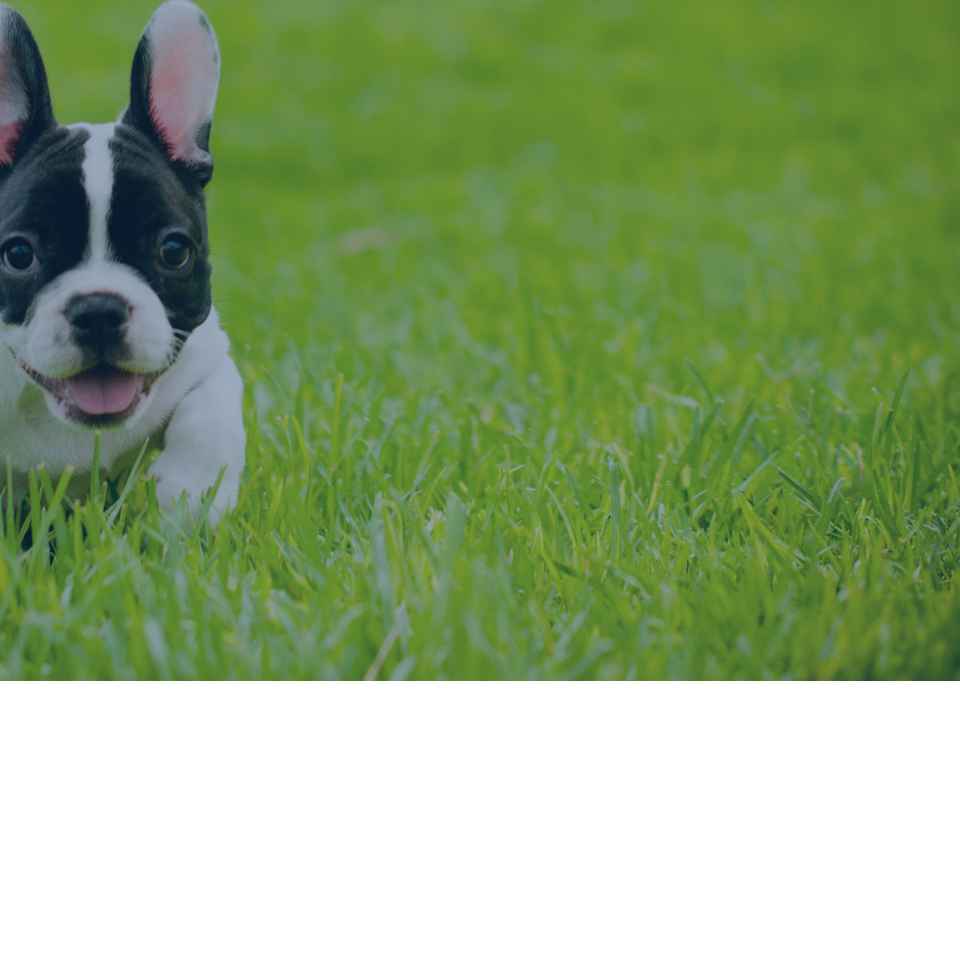 Little dog plays in grass