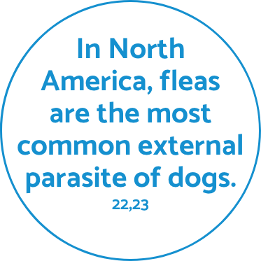 Fleas fact