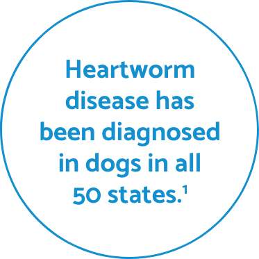 Heartworm fact