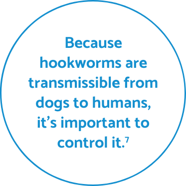 Hookworm fact