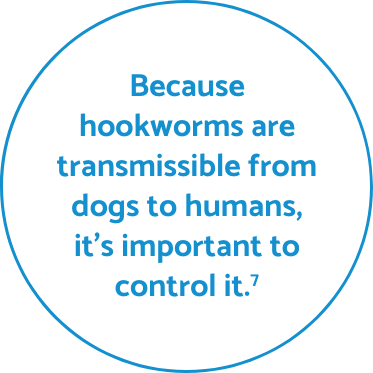 Hookworm fact