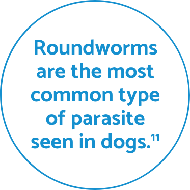 Roundworms fact