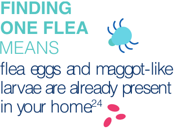 Fleas fact with flea eggs icon