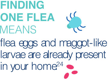 Fleas fact with flea eggs icon