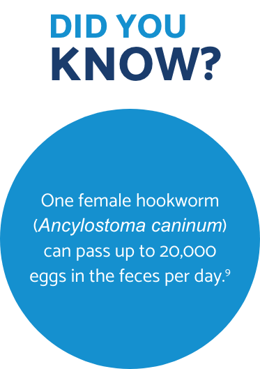 Hookworm Did You Know fact