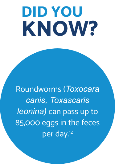Roundworms Did You Know fact
