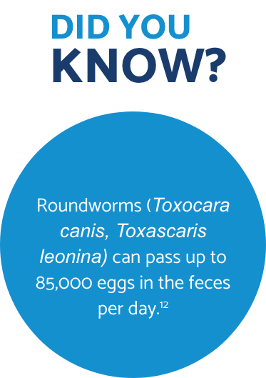 Roundworms Did You Know fact