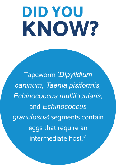 Tapeworm Did You Know fact