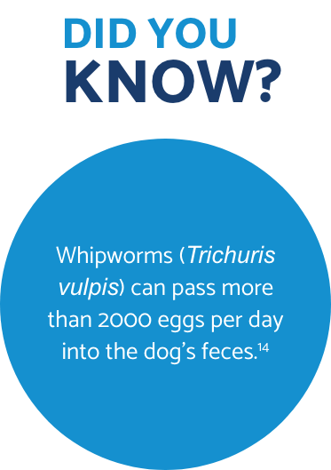 Whipworms Did You Know fact