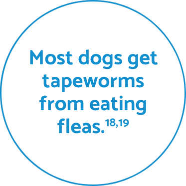 Tapeworms fact