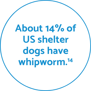 Whipworms fact
