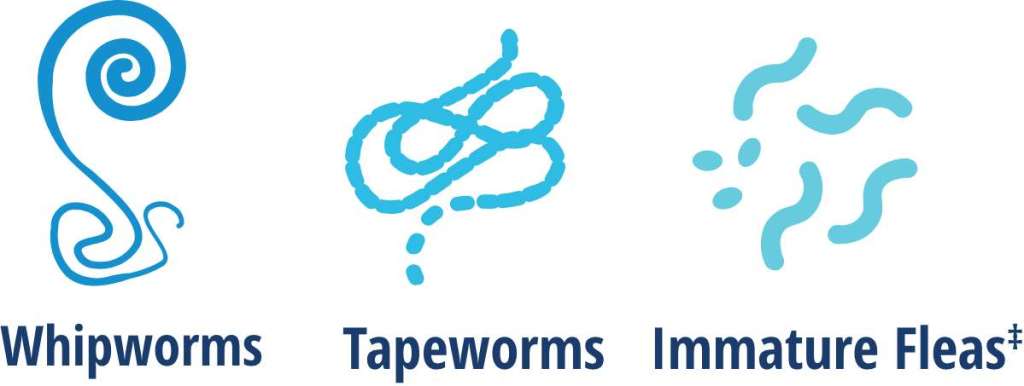 Whipworms, Tapeworms, Immature Fleas icons