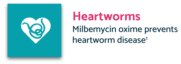 Turquoise heartworms icon with description