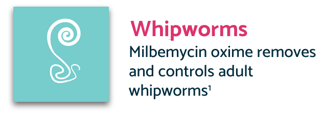 Turquoise whipworms icon with description